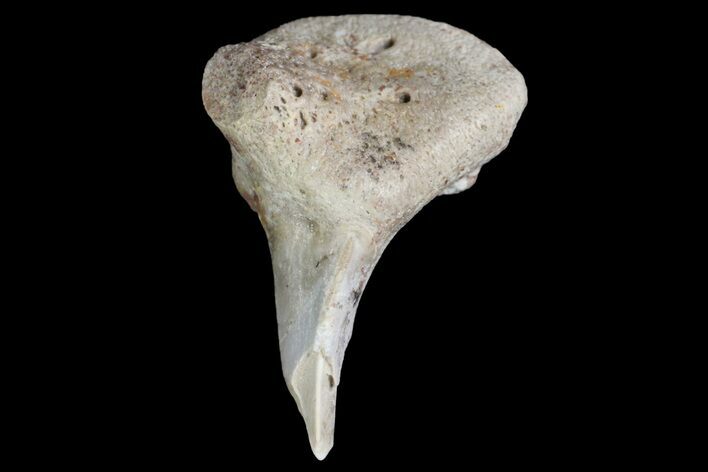Fossil Shark (Xenacanthus) Tooth - Texas #136331